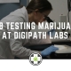 Lab Testing Marijuana at DigiPath Labs