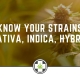 Know Your Strains Sativa, Indica, Hybrid