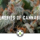 The Benefits Of Cannabinoids