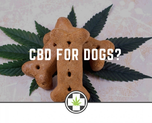 CBD For Dogs