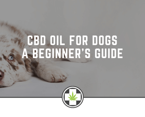 CBD Oil for Dogs - A Beginner’s Guide