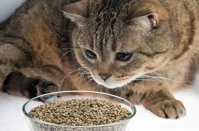 Marijuana And Cats