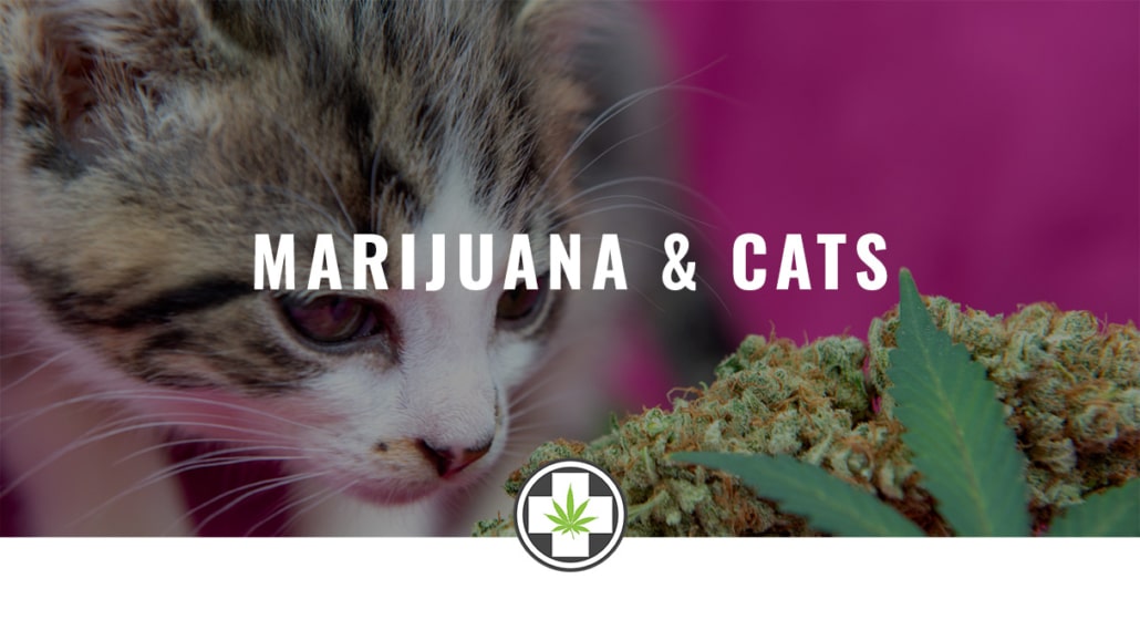 Marijuana And Cats