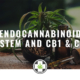 endocannabinoid