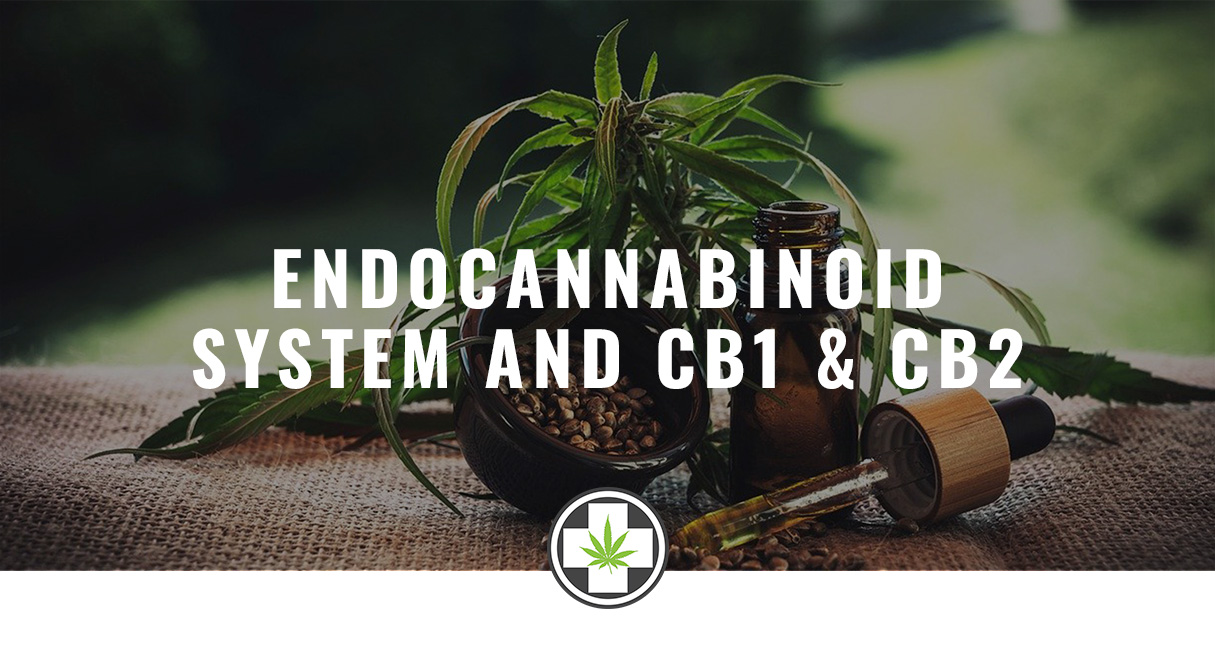 endocannabinoid