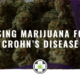 marijuana & chron's disease