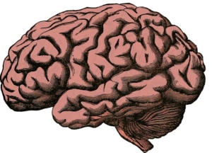 The Effects of Cannabinoids on the Endocrine System