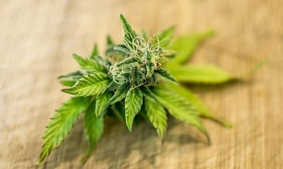 marijuana and adrenal fatigue