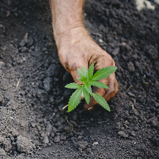 cannabis Home Cultivation in Mississippi