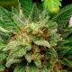 Northern Lights Marijuana Strain